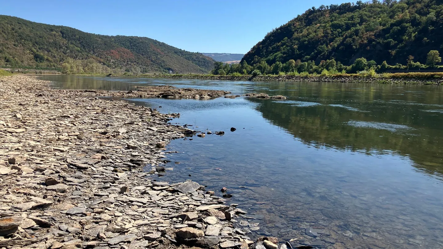 Low water: Here the Rhine has been reduced to a mere trickle — Germany feels the consequences