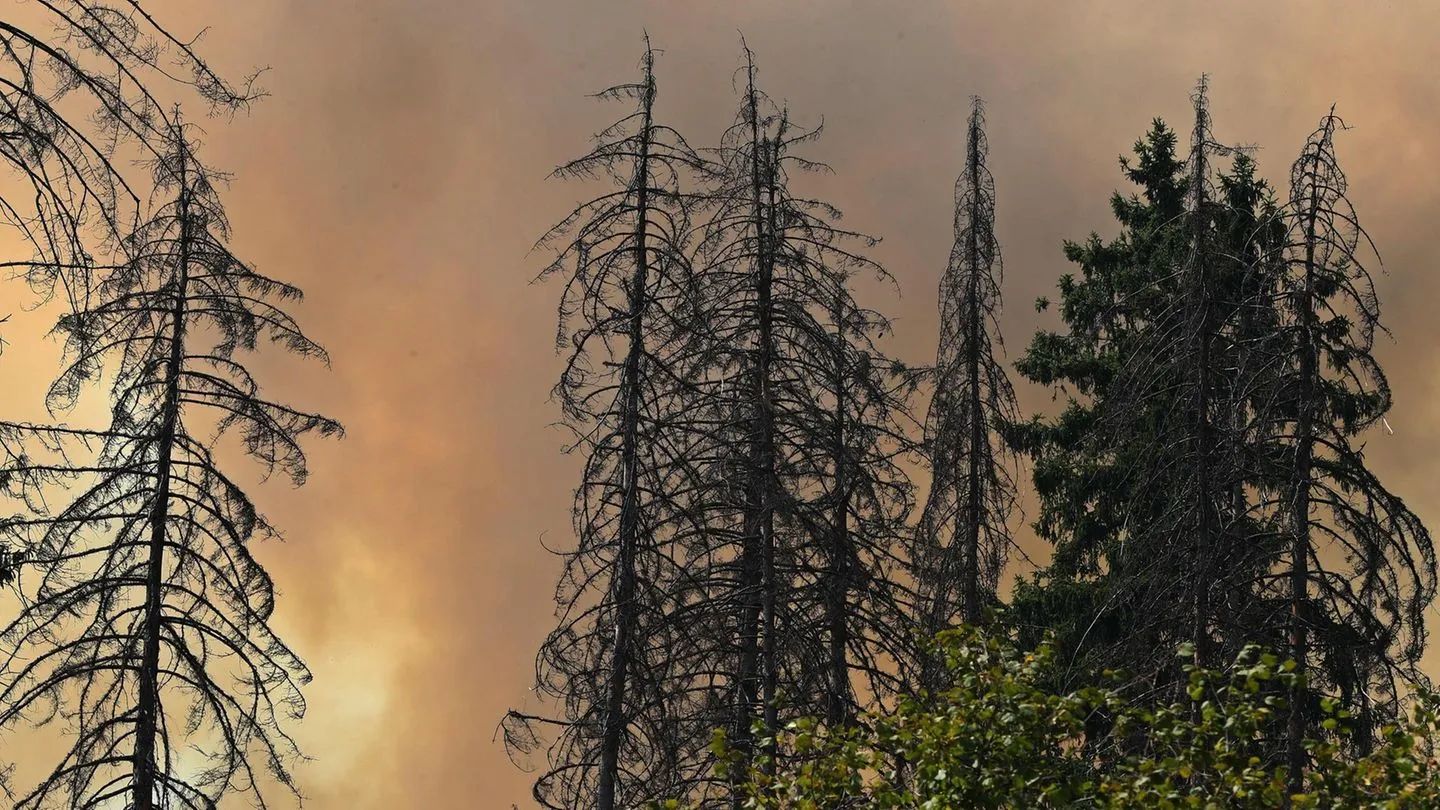 Feuergefahr: So verhalten Sie sich richtig — verlassen Sie sich nicht blind auf die Behörden
