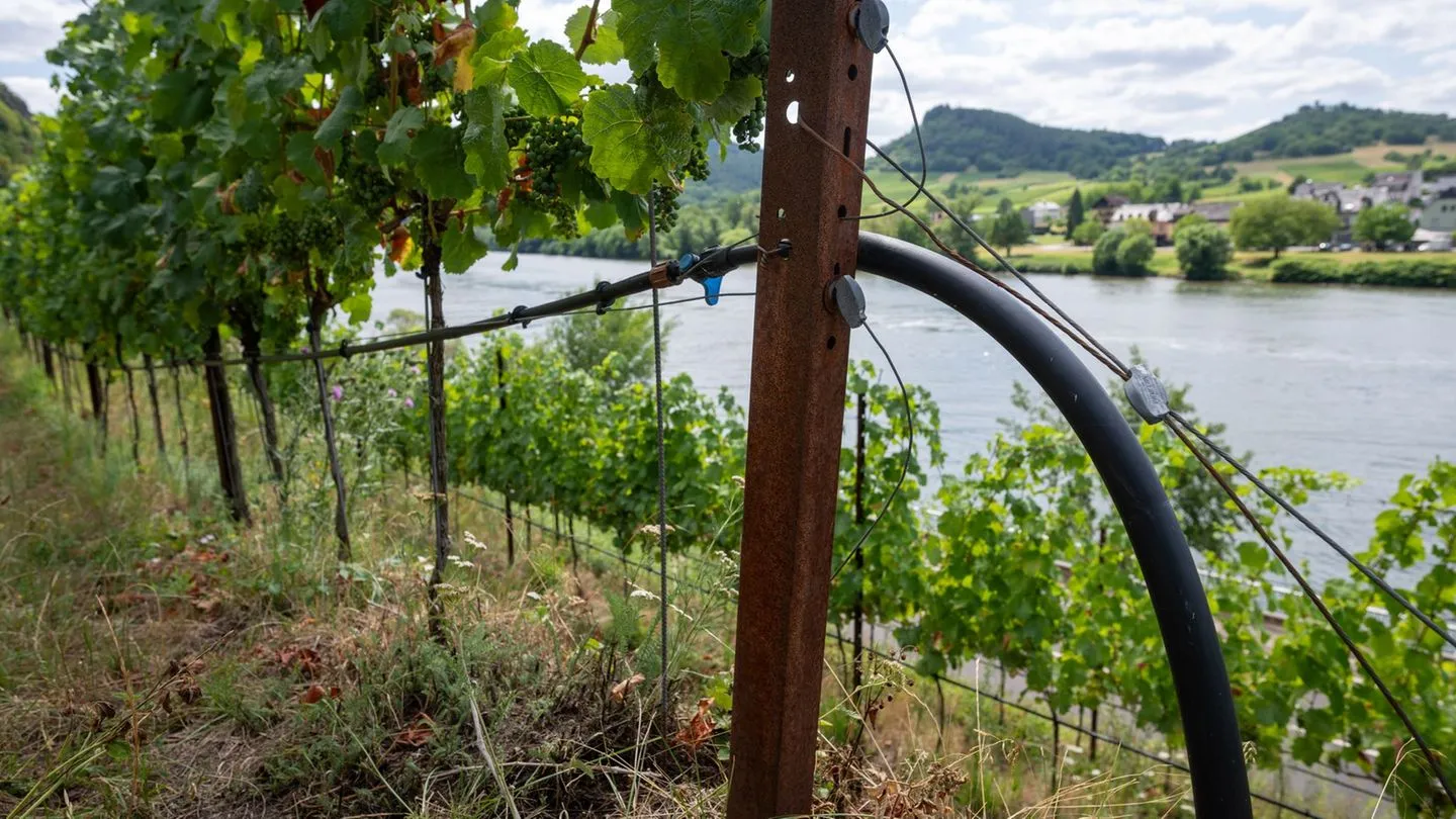 Vor der Weinlese: Verband sieht ‚qualitativ hervorragenden Jahrgang‘ trotz Druck — und kritisiert EU-Politik