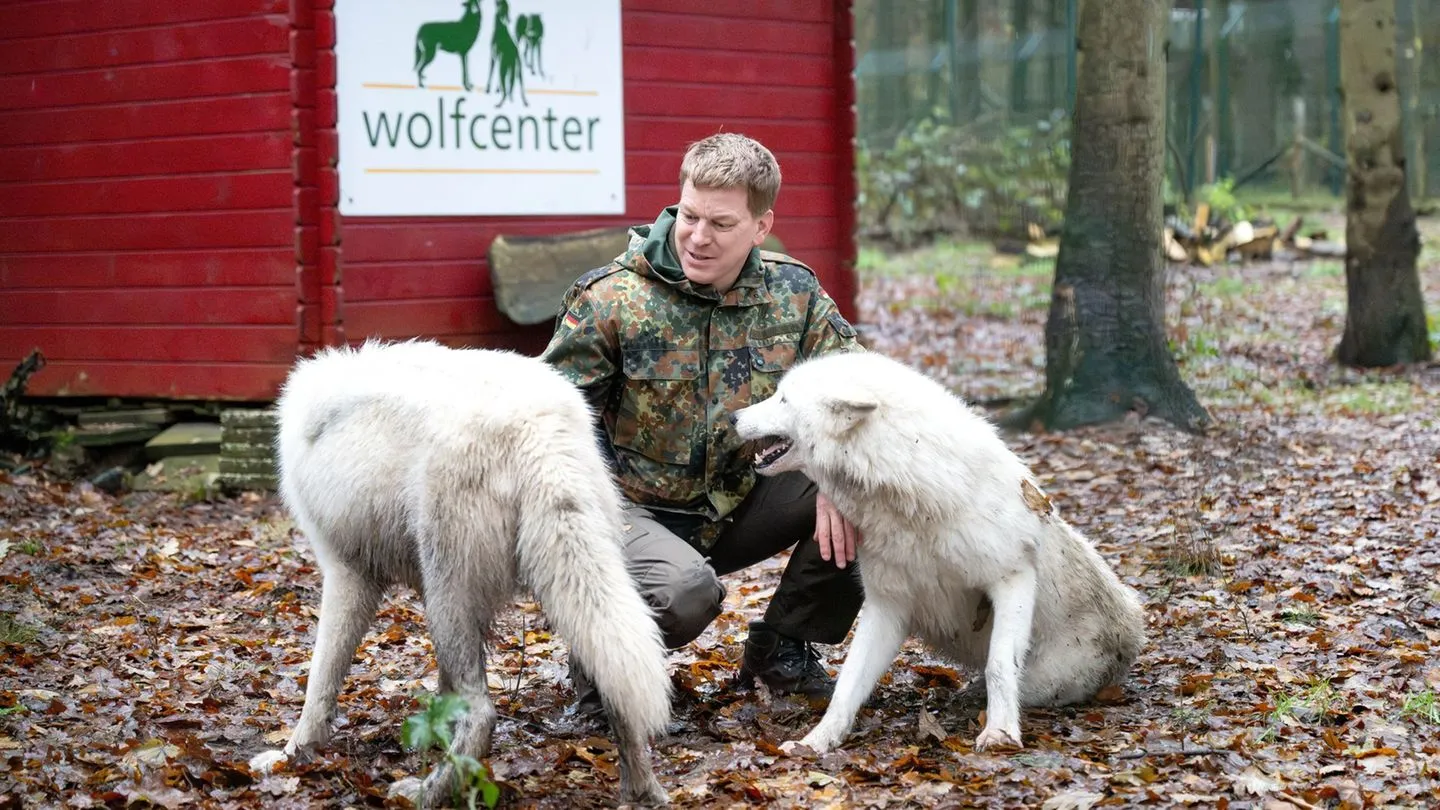 Nach Angriff in Wildpark: Wolfcenter erklärt, warum Wölfe nur hinter einem Zaun nahekommen dürfen