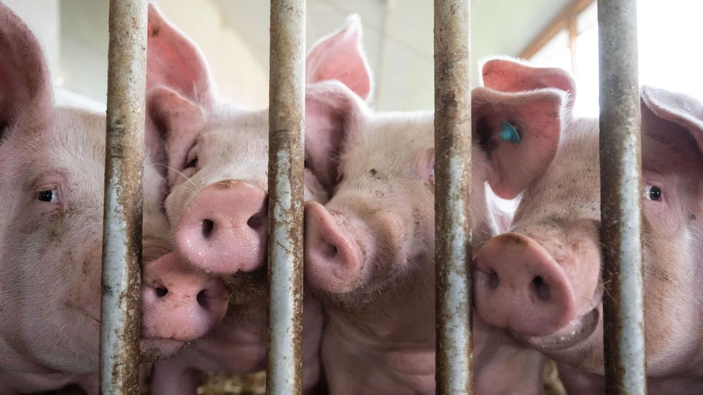 Lebensmittel: EU-Kommission äußert Bedenken gegen deutsche Pläne für Tierhaltungslogo