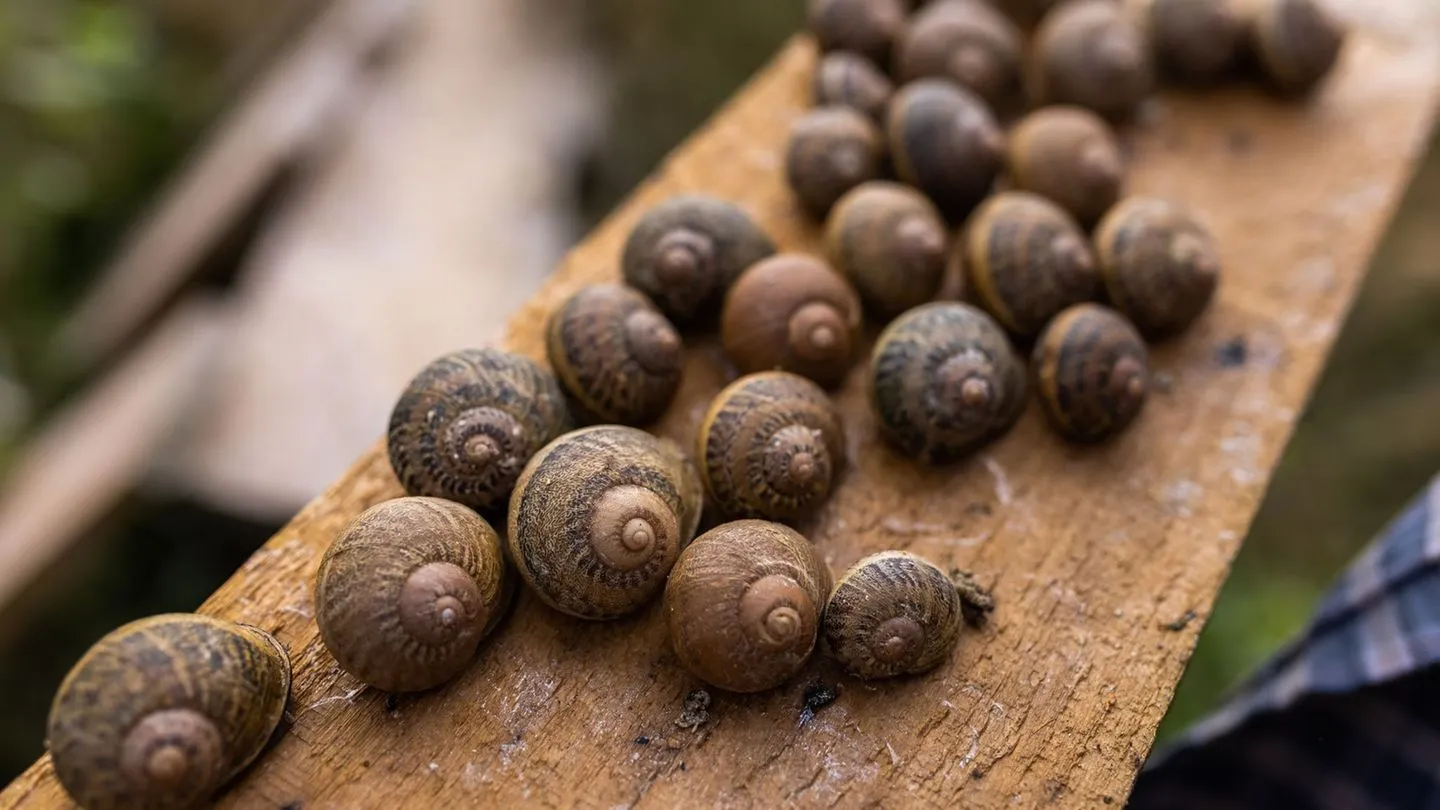 Zu heiß und zu trocken: Französische Schneckenbauern fürchten um die Ernte
