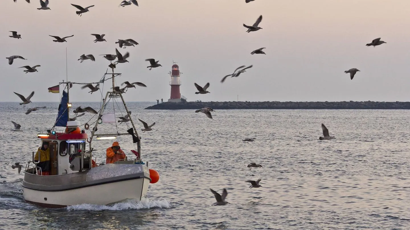 Streit um Fischerei: Brüssel will ab 2027 faktisch Schluss mit Hering aus der Ostsee machen