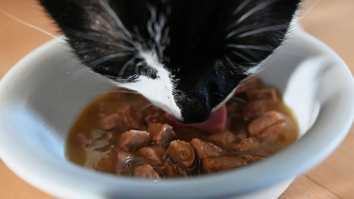 Teure Tierliebe: Hundesteuer und Futter belasten Halter