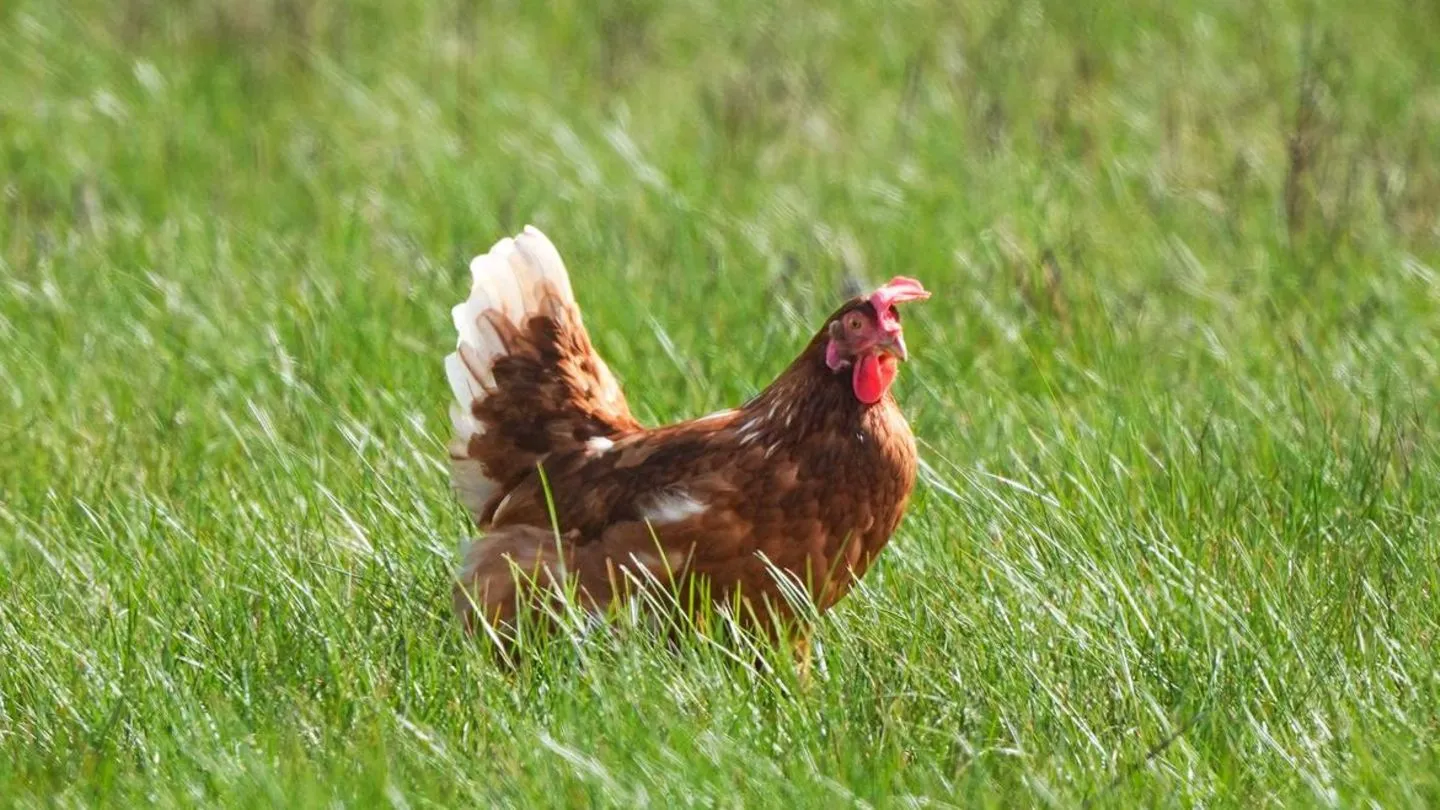Weniger Fleisch in deutschen Regalen — Behörden liefern schwammige Erklärungen, während andere Länder stabil bleiben