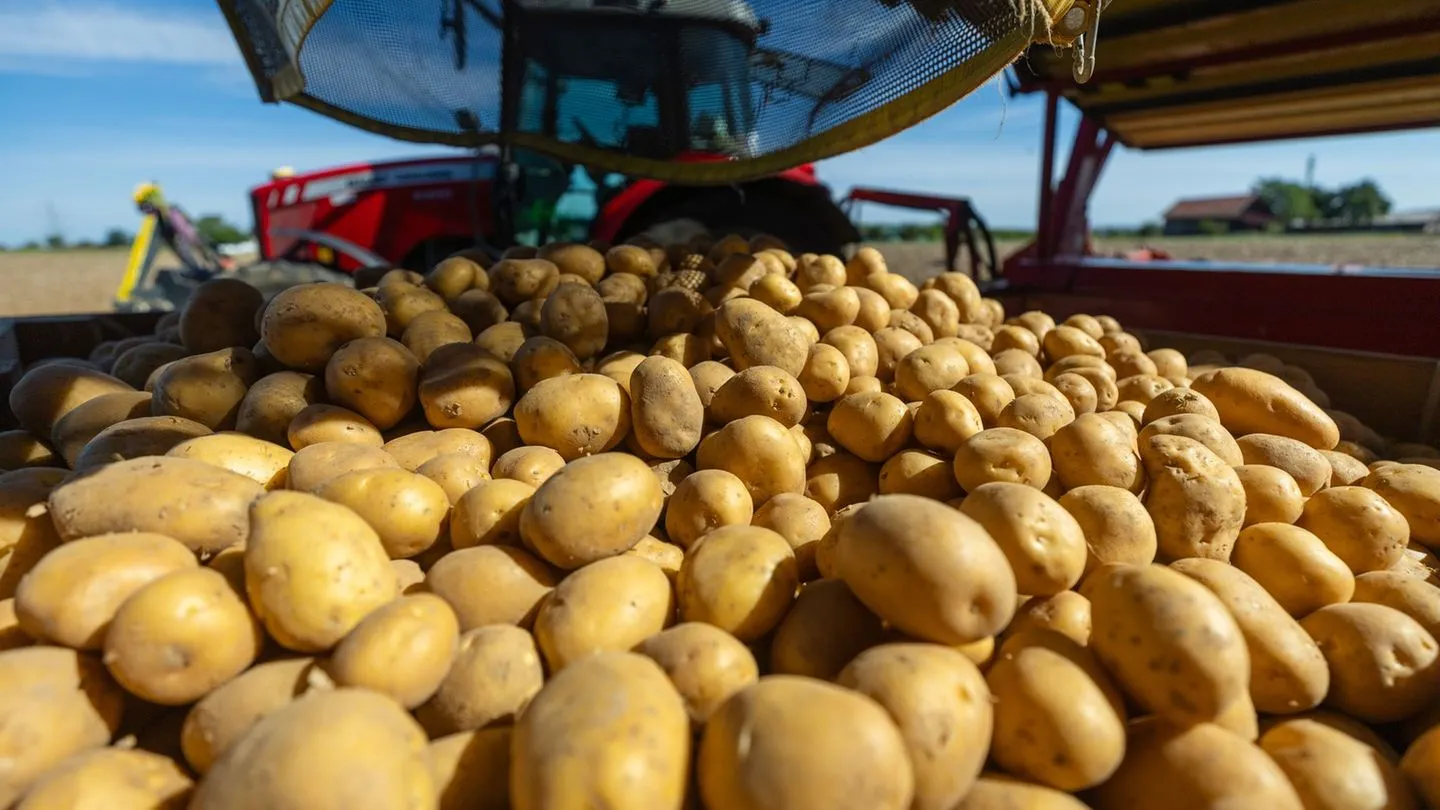 Dürre belastet Kartoffelernte: Weniger Knollen, höhere Preise