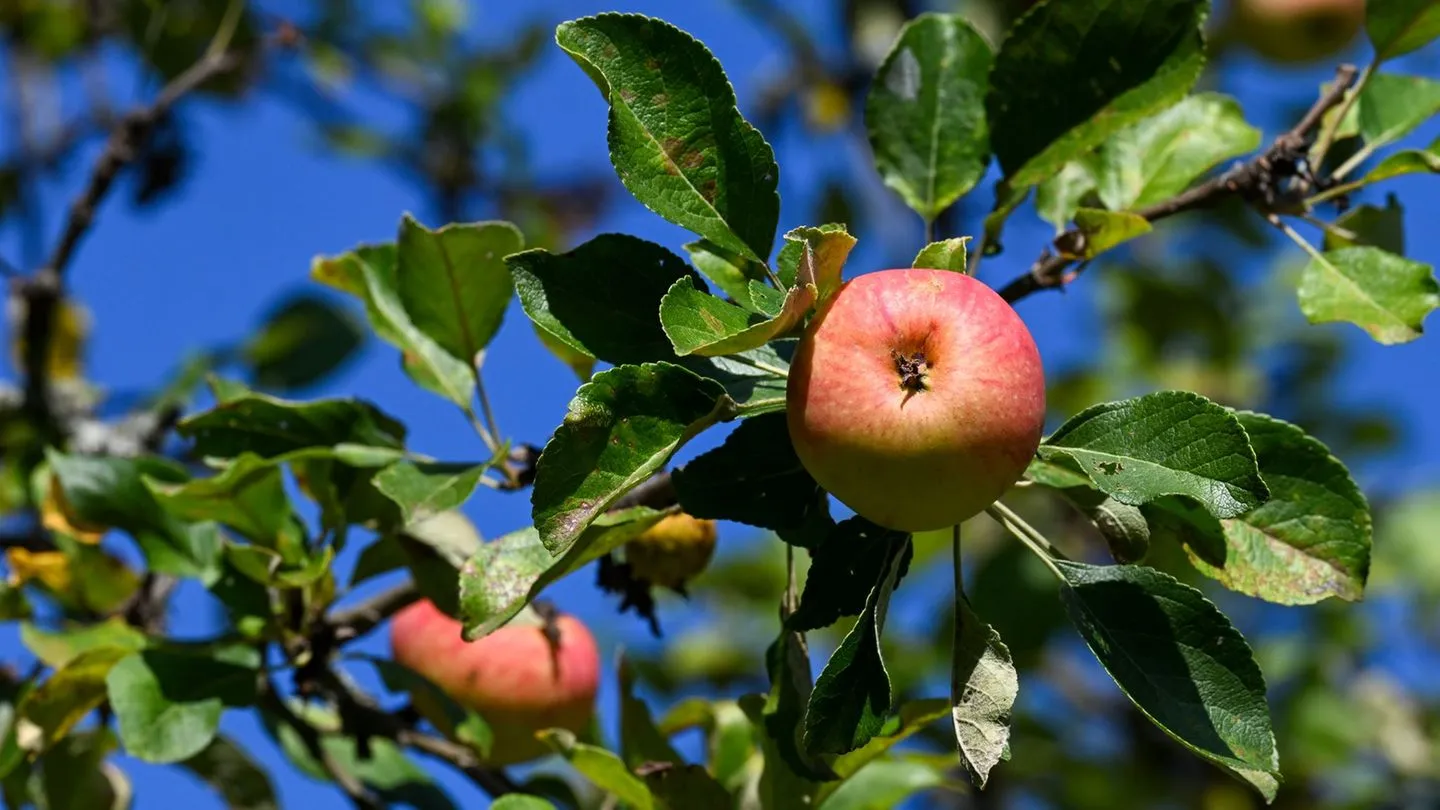 Befürchtung in Obstbau: Hitze und Dürre drücken Apfelernte — Sorgen um Versorgung