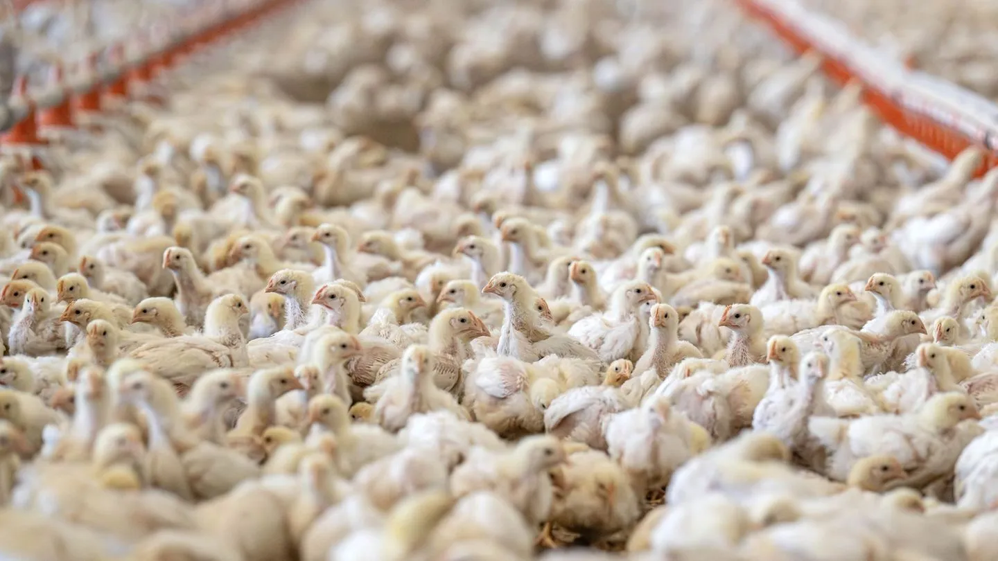 Halbjahresbilanz: Fleischproduktion sinkt – Geflügel verliert am stärksten